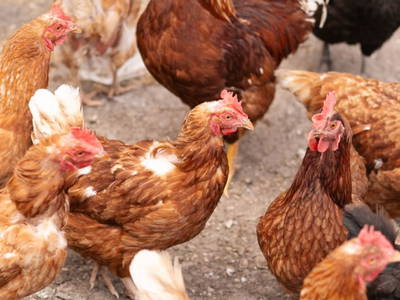 Bild 14 aus  Gut Herzogberg 