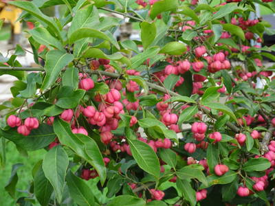 Bild 55 aus  Bauer am Berg