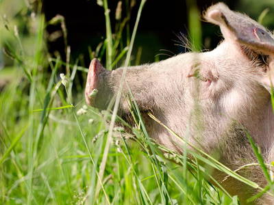 Bild 33 aus  Erbhof Kleintödling