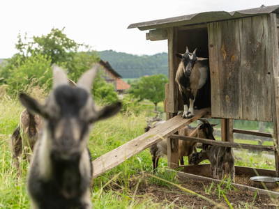 Bild 166 aus  Winzerhof Strablegg