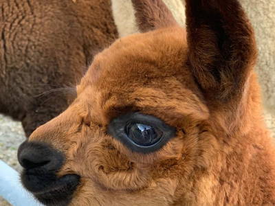 Bild 3 aus  Grillinghof