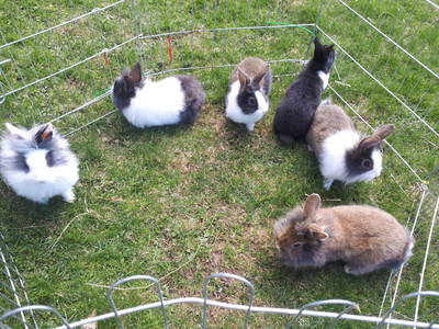 Bild 66 aus  Hüttstädterhof