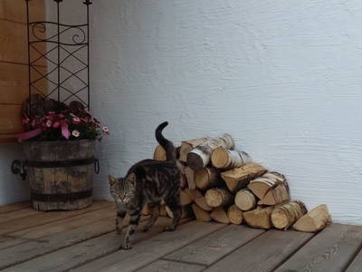 Bild 18 aus  Ferienhaus Hubmoarhütte