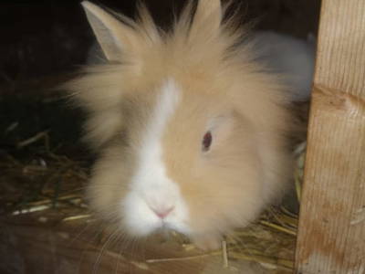 Bild 48 aus  Bruderhof