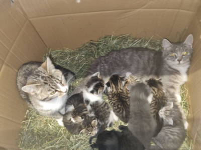 Bild 104 aus  Familie Nußbaumer 