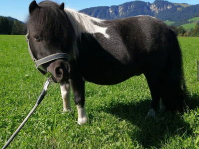 Bild 11 aus  Apartments Wiglhof