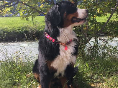 Bild 29 aus  Ferienwohnungen Ranstl