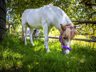 Bild 113 aus  Zauchtalerhof