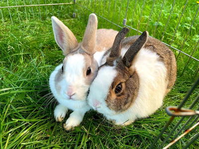 Bild 185 aus  Vitalhof Roithinger