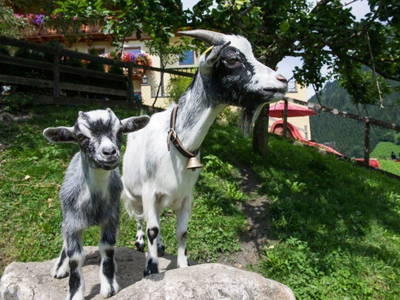 Bild 14 aus  Bäuerlicher Gästering Großarltal