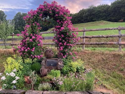 Bild 111 aus  Kleelehof