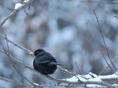 Bild 43 aus  Buchgrabenhof