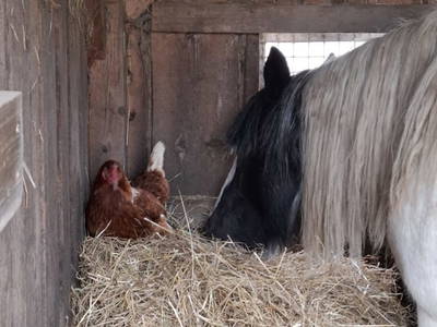 Bild 202 aus  Zehentnerhof