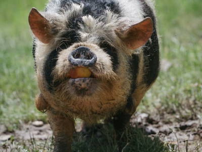 Bild 60 aus  Brandnerhütte