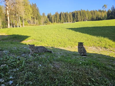 Bild 38 aus  Peterlehen