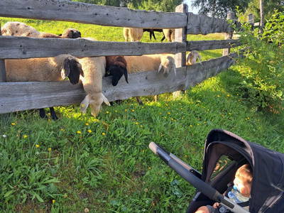 Bild 26 aus  Chalet Mittner Wirt