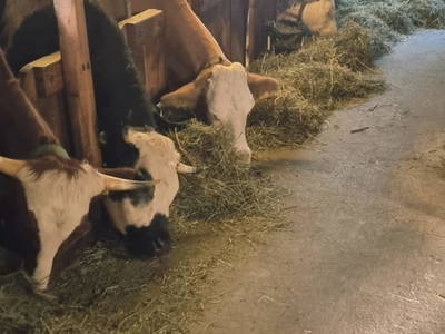 Bild 100 aus  Mortnerhof