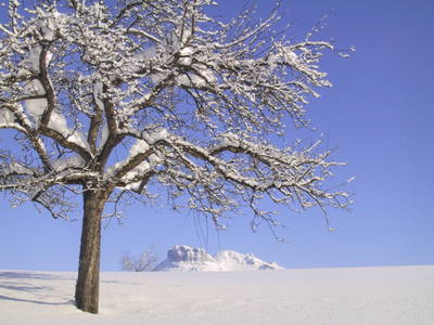 Bild 52 aus  Stanglhof