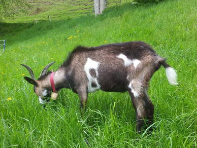 Bild 92 aus  Obersinnlehenhof