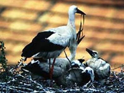 Bild 20 aus  Pension & Wellness am Storchennest