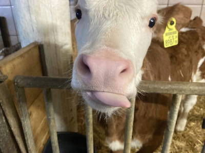 Bild 186 aus  Erbhof Hinting + Appartementhaus Hinting