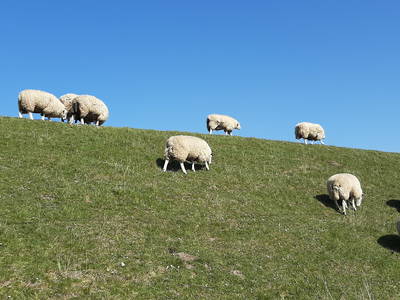 Bild 25 aus  Ferienhof Claußen