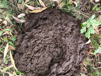 Bild 26 aus  West Masuren: Ferienhaus direkt am See mit Steg, Boot, Sauna & Kamin