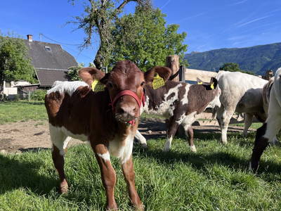 Bild 45 aus  Lukasbauer