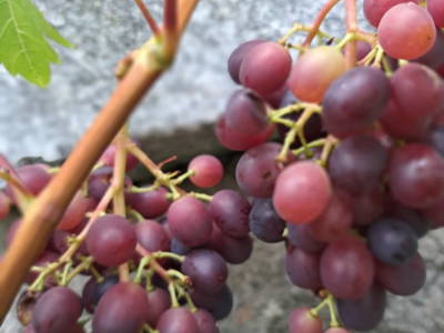 Weinrtauben 1500m Seehöhe