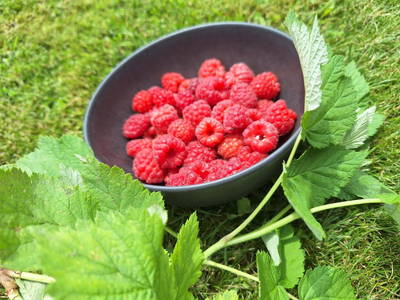 Bild 116 aus  Ferienwohnungen Lichtenegger 