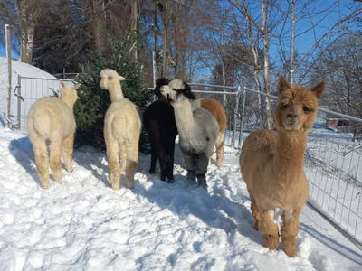 Bild 21 aus  Sweet Home Alpacas