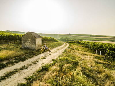 Bild 97 aus  Weingut Himmelbett