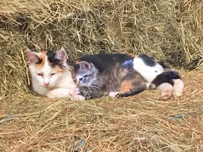 Bild 16 aus  Küstenhof Oldewurtel