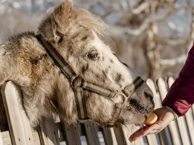 Bild 104 aus  Biobauernhof Brandlhof