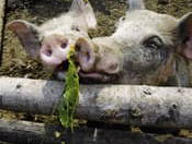 Bild 182 aus  Erbhof Hinterrain