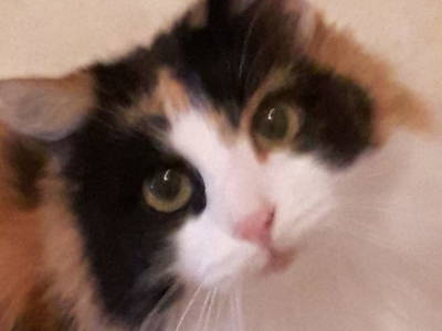 Bild 71 aus  Schönlehenhof