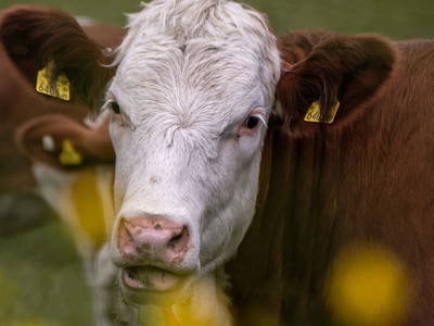 Bild 38 aus  Hofquartier Retzmoar