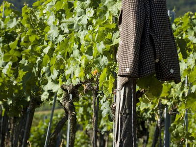 Bild 86 aus  Weingut STRAWANZER Donabaum