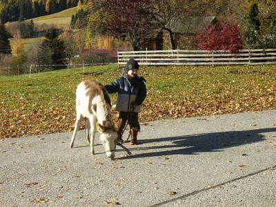 Bild 44 aus  Tengghof - Ferienhäuser