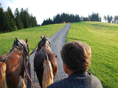 Bild 38 aus  Biohof Heidegger