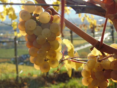 Bild 58 aus  Schmankerl und Gast Heiderer