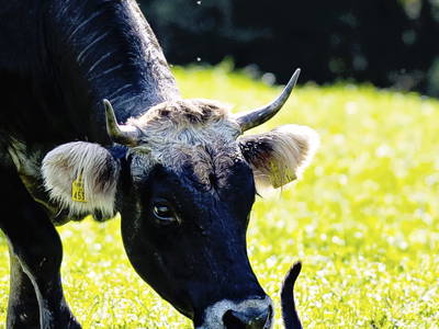Bild 42 aus  Köck-Chalet