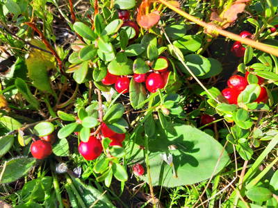 Bild 41 aus  Wallneralm