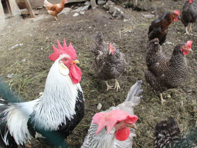 Bild 26 aus  Schrunerhof