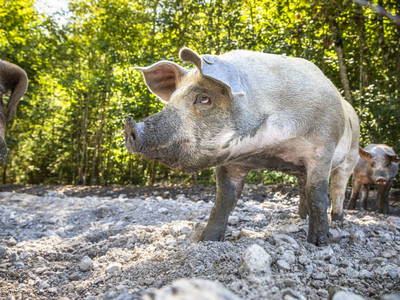 Bild 53 aus  Pochergütl