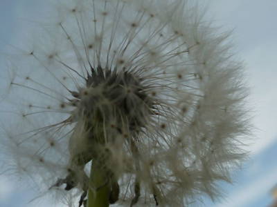 Bild 29 aus  Traglehen