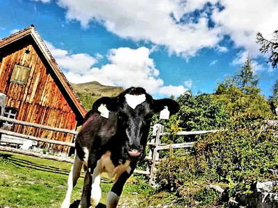 Bild 29 aus  Schwarzenbichlalm