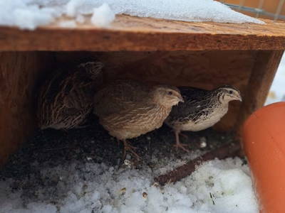 Bild 12 aus  Ferienhof Muxel