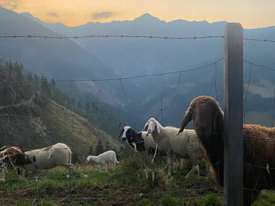 Bild 132 aus  Wallneralm