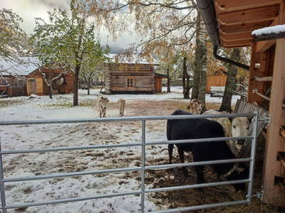 Bild 133 aus  Schlosswirt Chalets